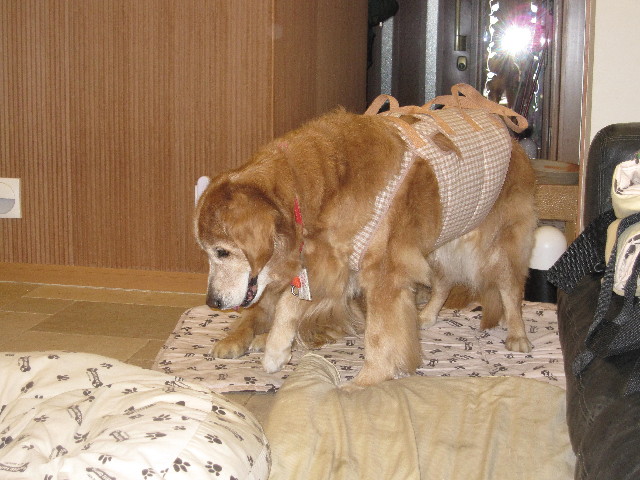 ファイル 2374-1.jpg