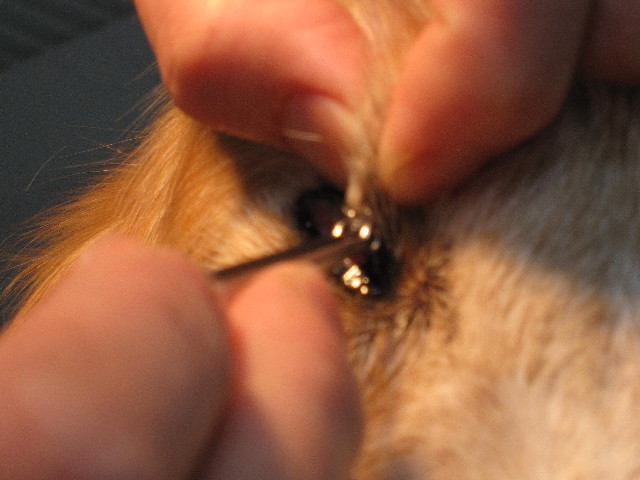 ファイル 2375-2.jpg