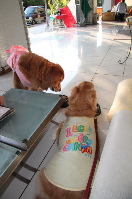 ファイル 2385-3.jpg