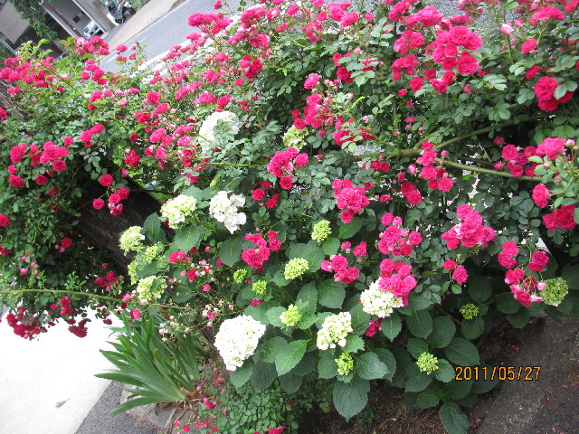 ファイル 2426-1.jpg