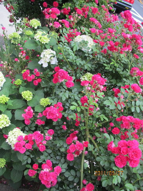 ファイル 2426-2.jpg