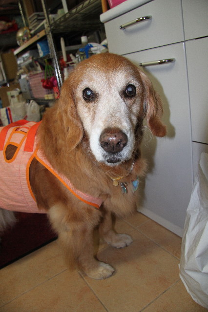 ファイル 2428-2.jpg