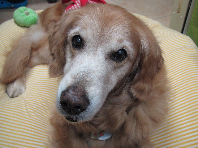 ファイル 2444-1.jpg