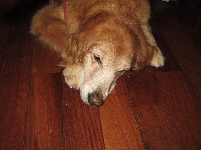 ファイル 2445-5.jpg