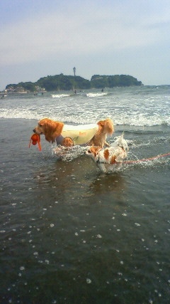 ファイル 2456-1.jpg