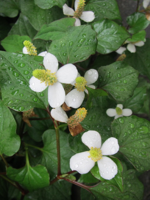 ファイル 2457-3.jpg