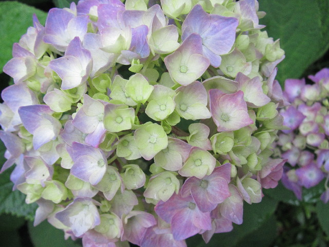 ファイル 2458-1.jpg