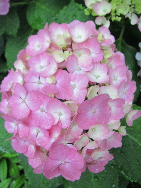 ファイル 2458-2.jpg