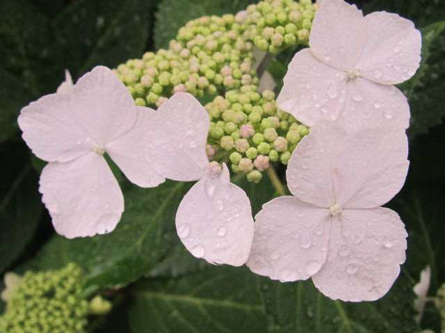 ファイル 2458-3.jpg