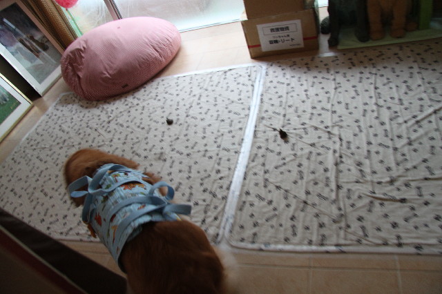 ファイル 2462-2.jpg