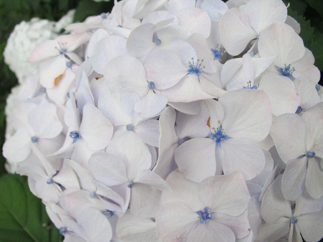 ファイル 2468-2.jpg