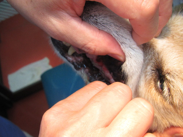 ファイル 2485-2.jpg