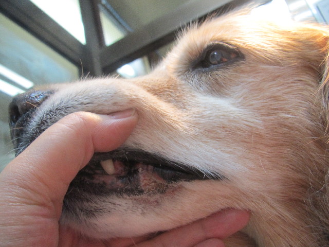 ファイル 2485-3.jpg