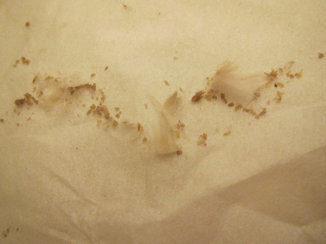 ファイル 2491-4.jpg