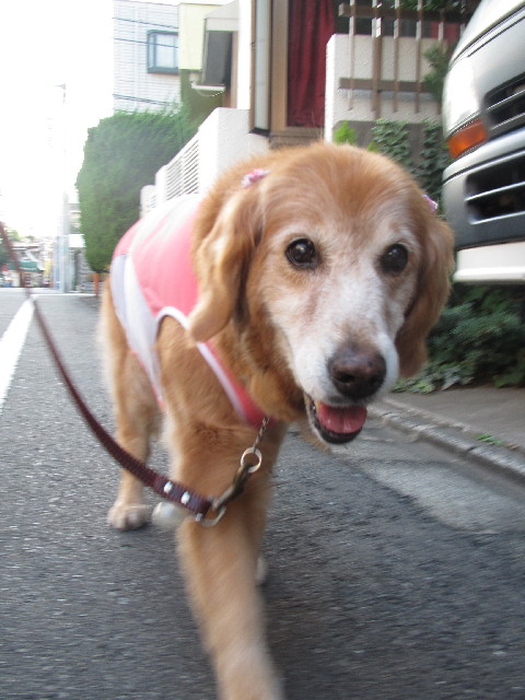 ファイル 2495-1.jpg