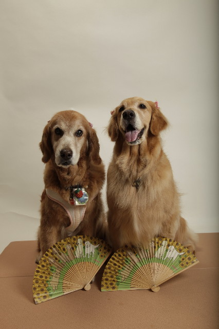 ファイル 2498-1.jpg