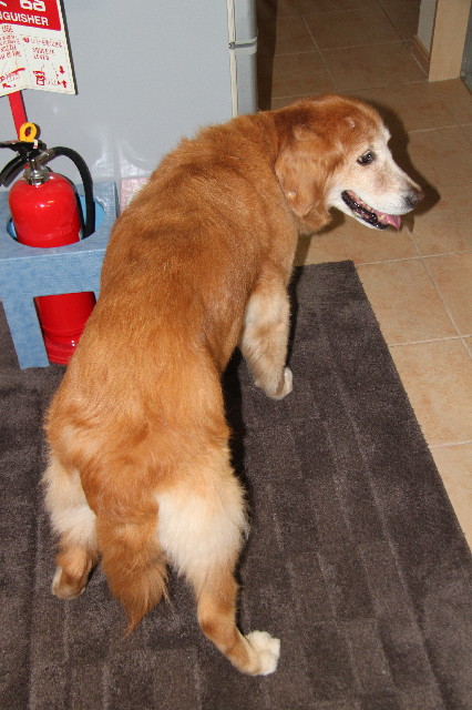 ファイル 2501-2.jpg