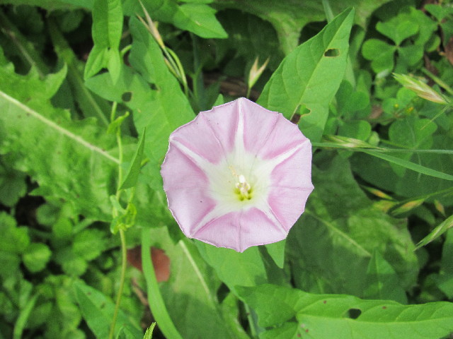 ファイル 2504-3.jpg