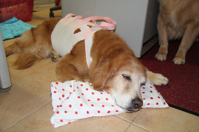 ファイル 2512-2.jpg