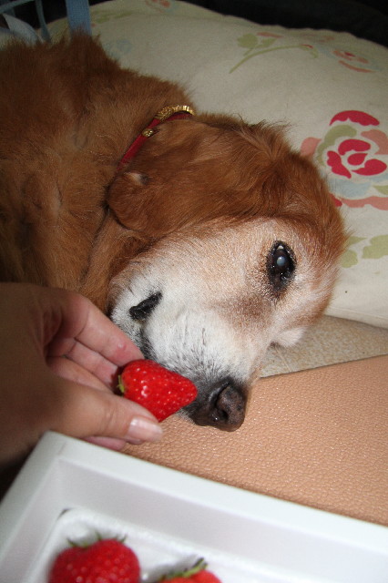 ファイル 2517-1.jpg