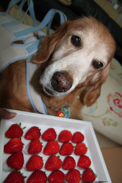 ファイル 2517-2.jpg