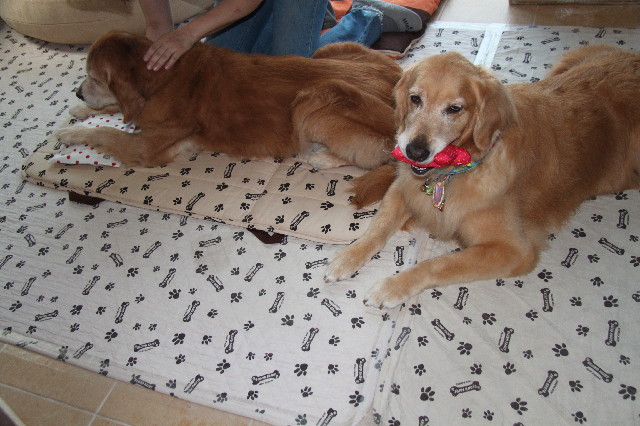 ファイル 2524-1.jpg