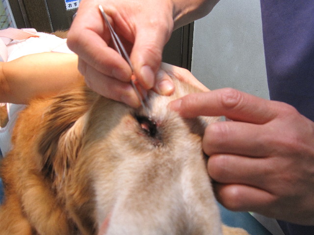 ファイル 2528-4.jpg