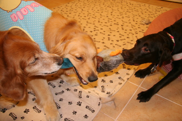 ファイル 253-5.jpg