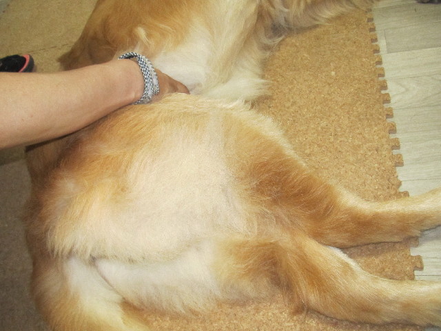 ファイル 2533-2.jpg