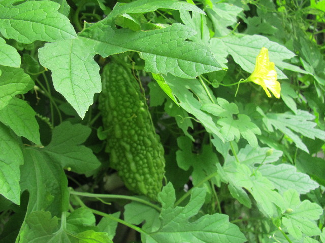 ファイル 2556-5.jpg