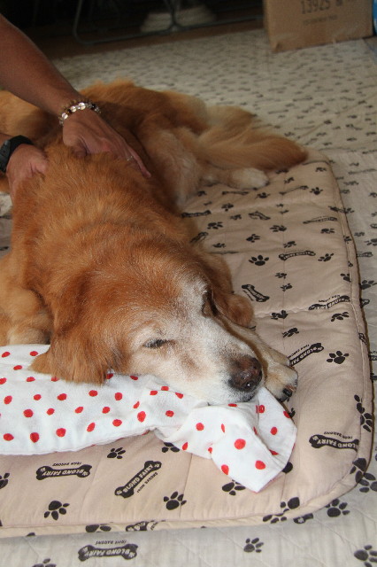 ファイル 2560-2.jpg