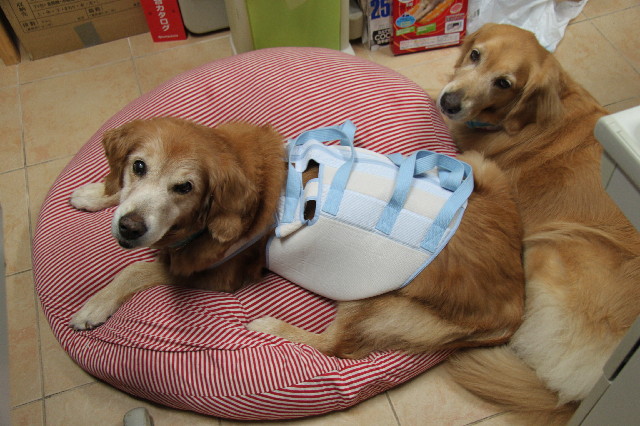 ファイル 2570-1.jpg