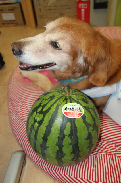 ファイル 2570-2.jpg