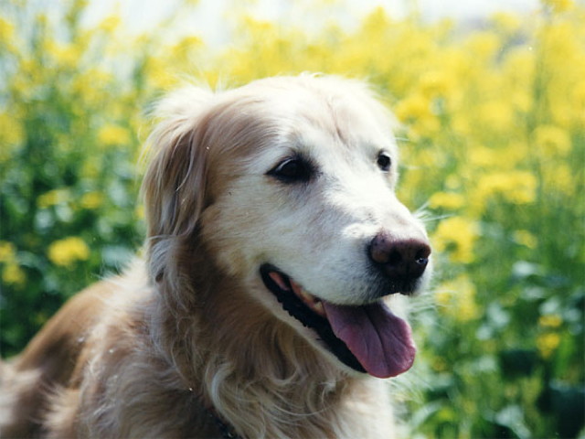 ファイル 2571-1.jpg