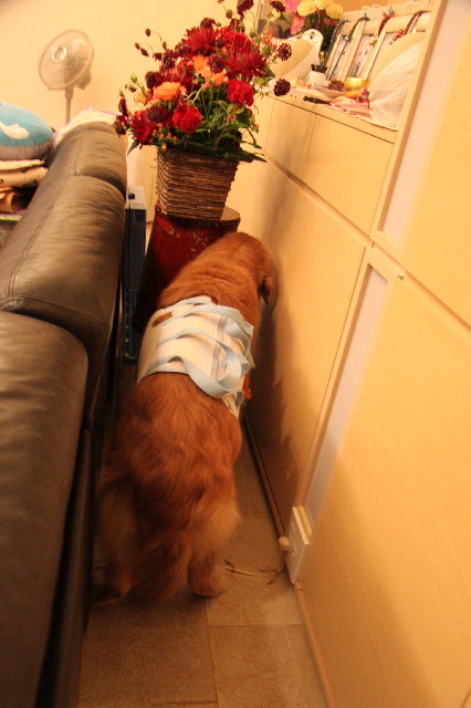 ファイル 2572-2.jpg