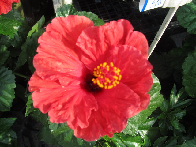 ファイル 2574-3.jpg