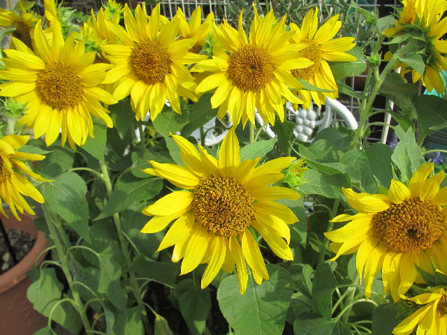 ファイル 2574-4.jpg