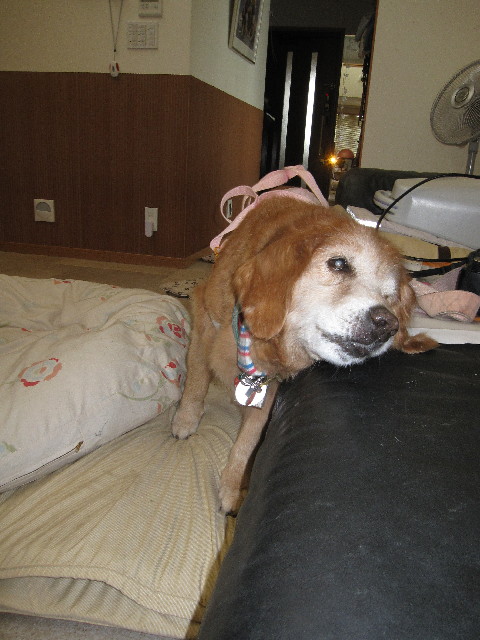 ファイル 2578-3.jpg