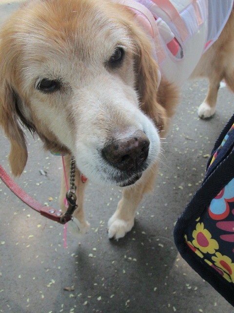 ファイル 2583-1.jpg