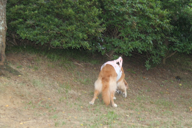 ファイル 2589-3.jpg