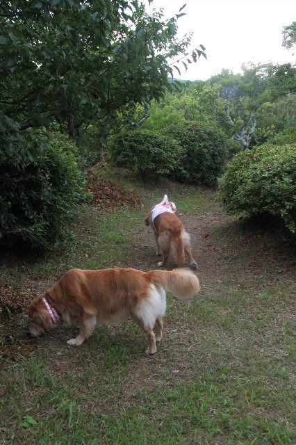 ファイル 2589-4.jpg