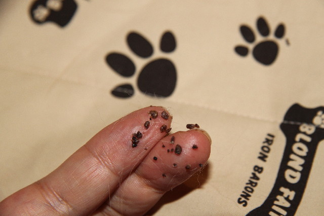 ファイル 2600-1.jpg