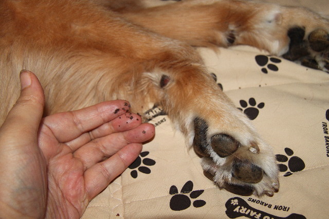 ファイル 2600-2.jpg