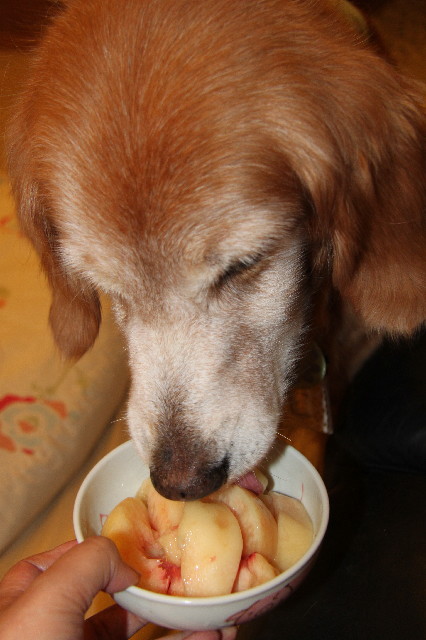 ファイル 2604-5.jpg