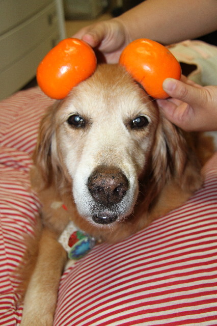 ファイル 2618-5.jpg