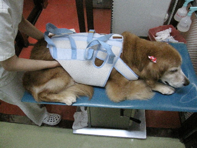 ファイル 2620-1.jpg