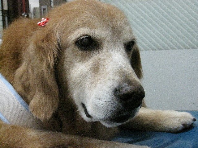 ファイル 2620-4.jpg