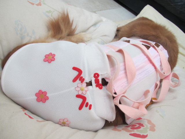 ファイル 2622-2.jpg