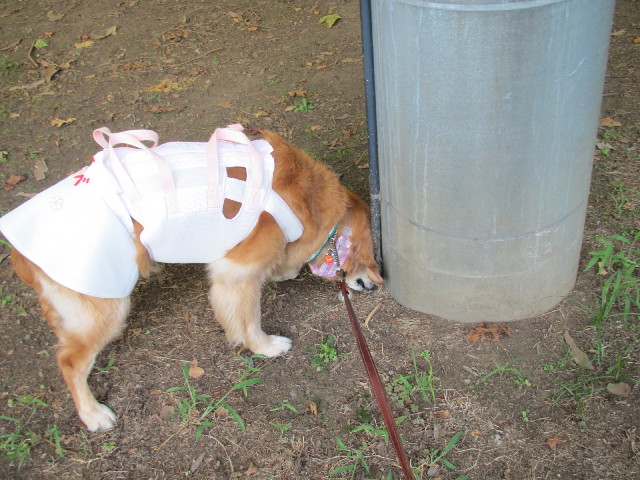 ファイル 2635-1.jpg