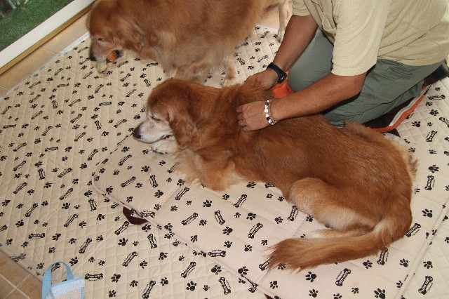 ファイル 2646-1.jpg